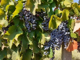 Uvas a la venta en Matejevac (Niš): Cabernet Sauvignon,