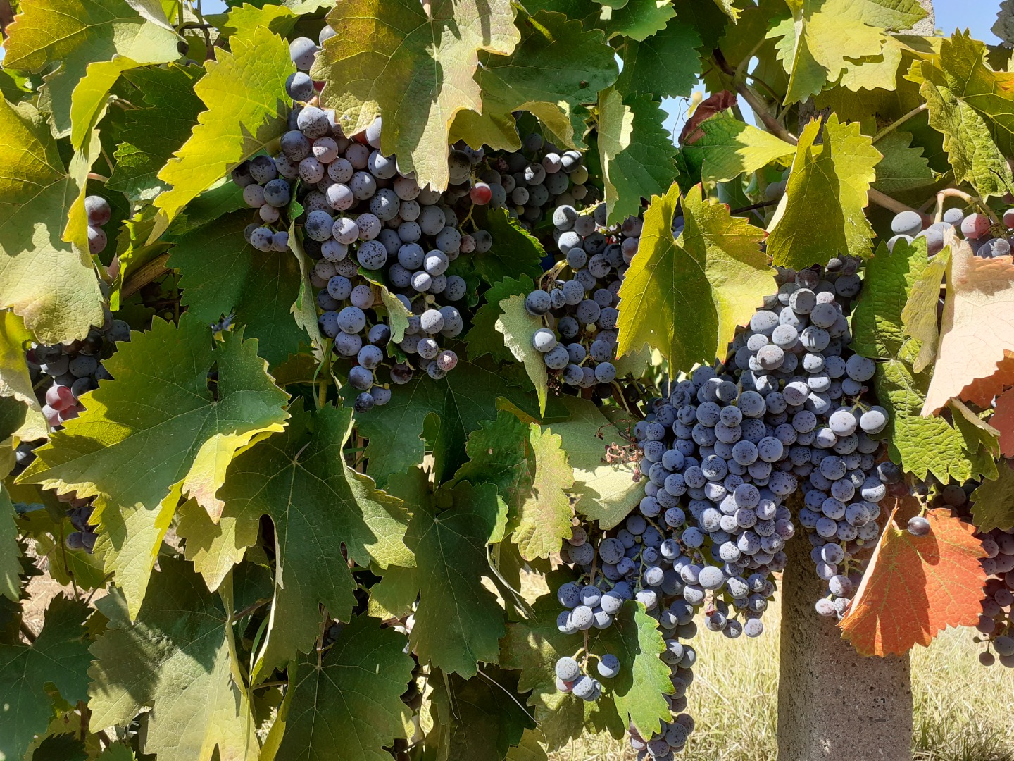 Uvas a la venta en Matejevac (Niš): Cabernet Sauvignon, Sauvignon Blanc, Prokupac, Vranac y Smederevka