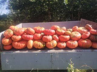 Vendo una variedad de calabaza comestible: Rouge vif d'étampes.