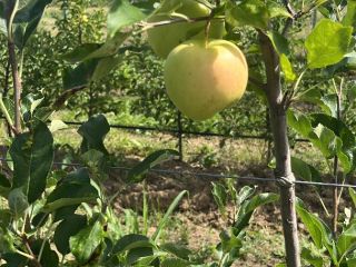 Hola, somos una familia que produce manzanas orgánicas de