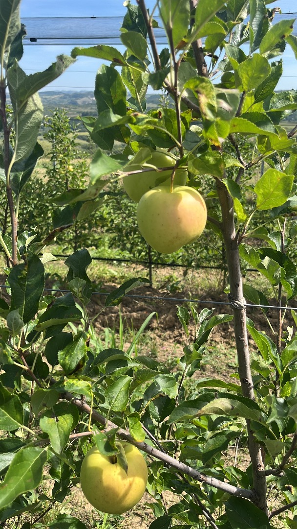 Hola, somos una familia que produce manzanas orgánicas de 5 variedades: Golden Delicious, Red Delicious, Granny Smith, Braerbun y Najadared