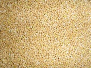 Ofrecemos granos y legumbres (guisantes amarillos/verdes, frijoles, mijo, mostaza