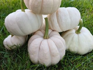 Vendo calabazas Baby Boo frescas al por mayor, en