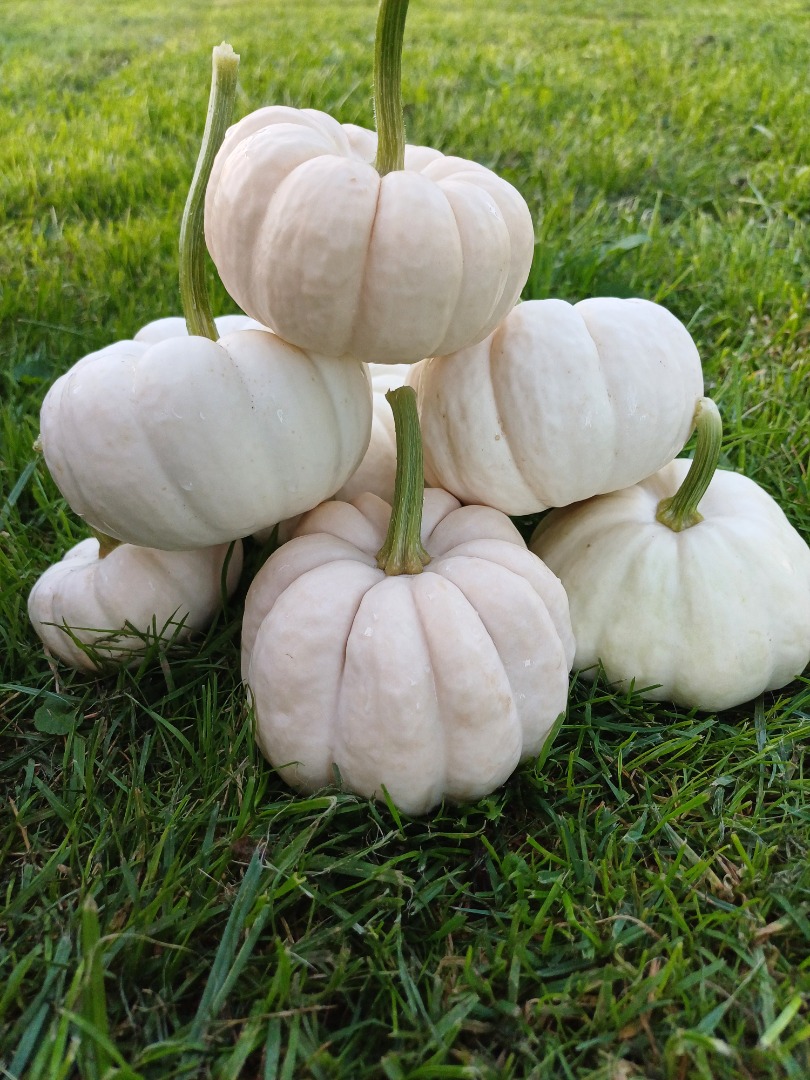 Vendo calabazas Baby Boo frescas al por mayor, en cantidades aproximadas de 2000 unidades