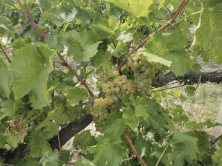 Uvas Sauvignon Blanc maduras en la vid. Hojas verdes