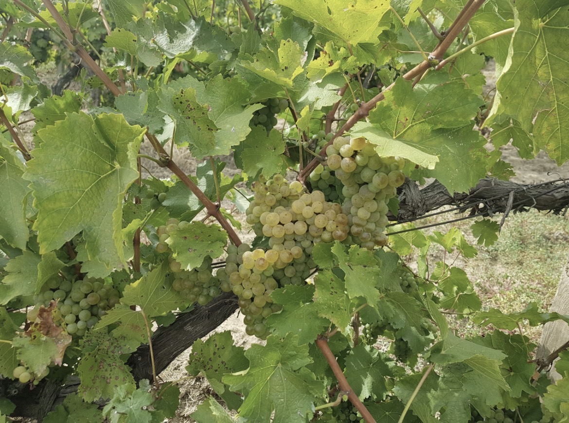 Uvas Sauvignon Blanc maduras en la vid