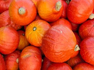 Vendo calabazas orgánicas de Hokkaido.