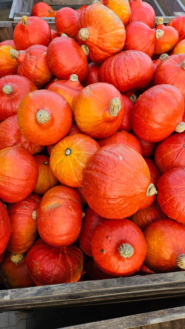Vendo calabazas orgánicas de Hokkaido