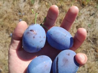 Ciruelas pasas variedad Stanley Tel-[número de teléfono]