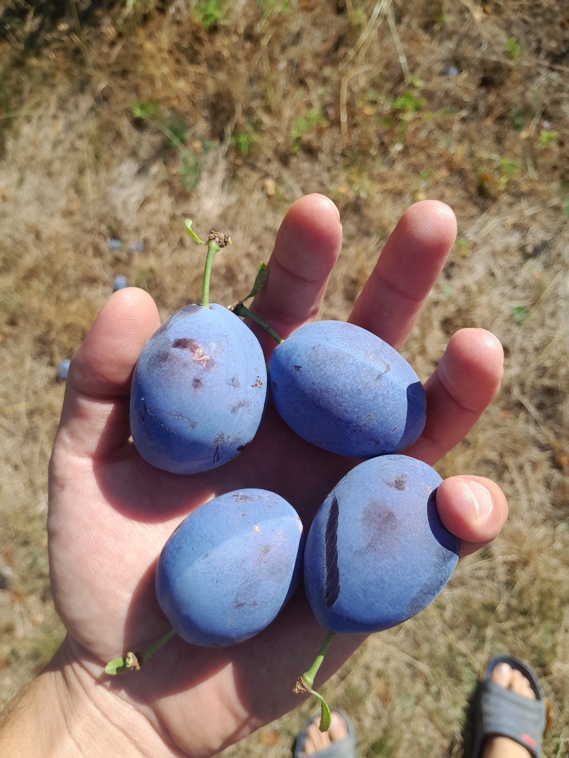Ciruelas pasas variedad Stanley Tel-[número de teléfono]