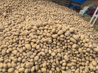 Patatas comestibles, variedades lila y jurek
