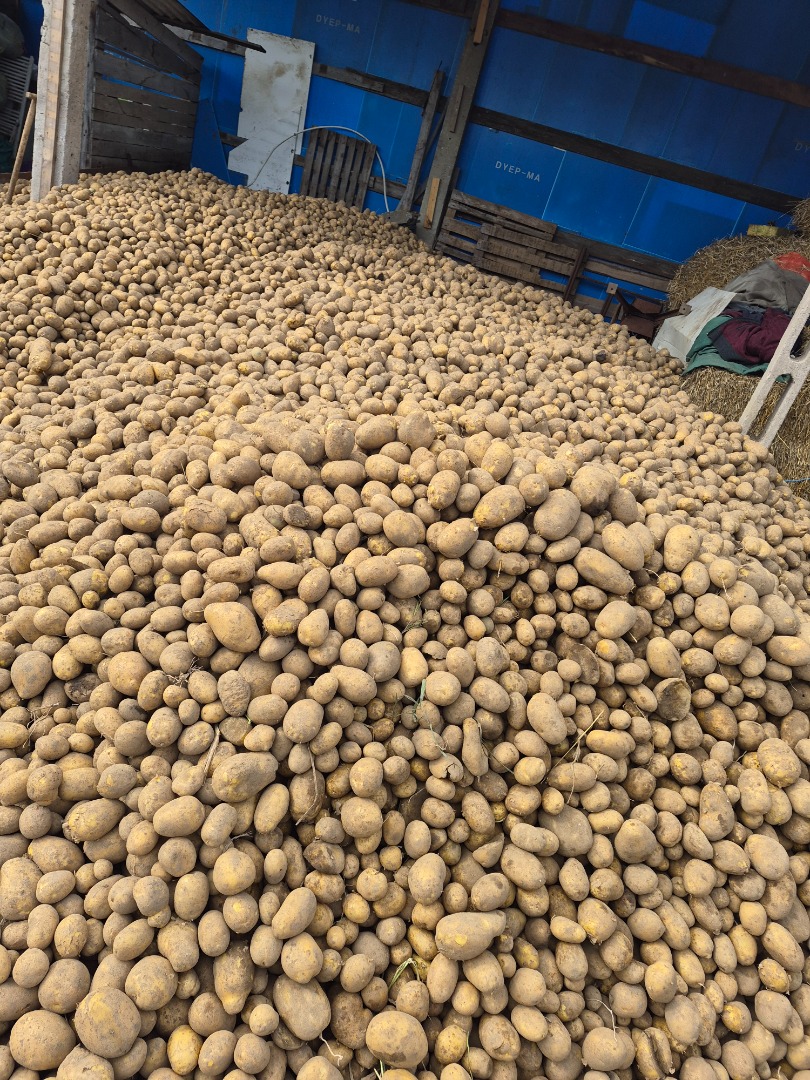 Patatas comestibles, variedades lila y jurek