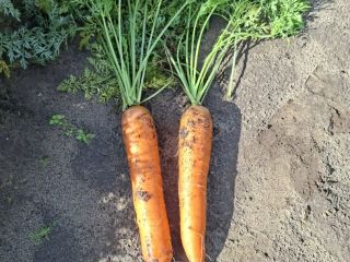 Zanahorias de la variedad Bastia en venta. Cosecha sana.
