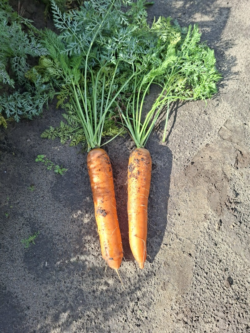 Zanahorias de la variedad Bastia en venta