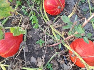 Vendo calabazas de Hokkaido de colores preciosos y de