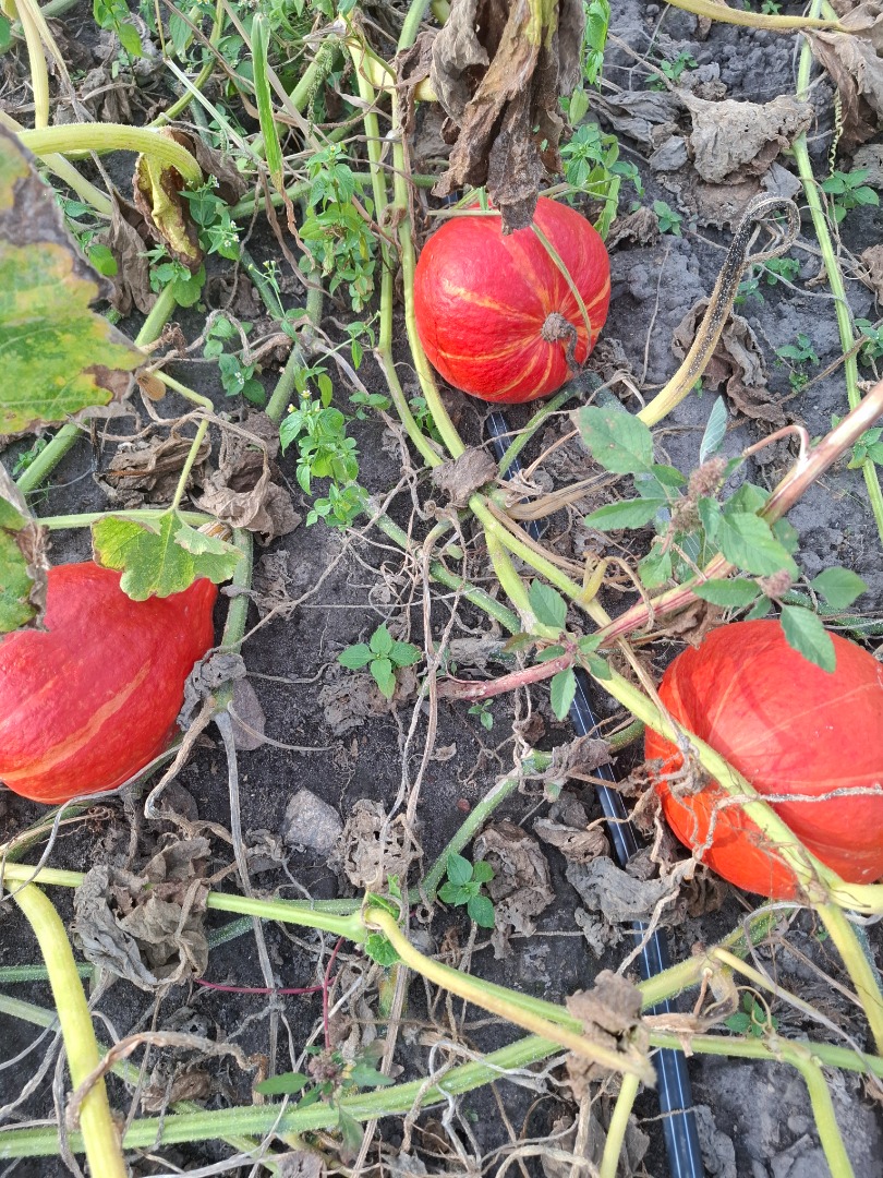 Vendo calabazas de Hokkaido de colores preciosos y de varios tamaños