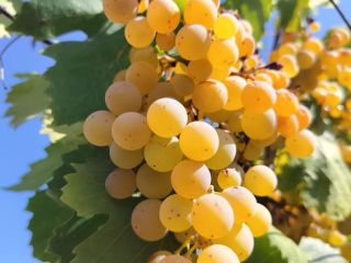 Las uvas blancas Malvasía ecológicas se venden a 50