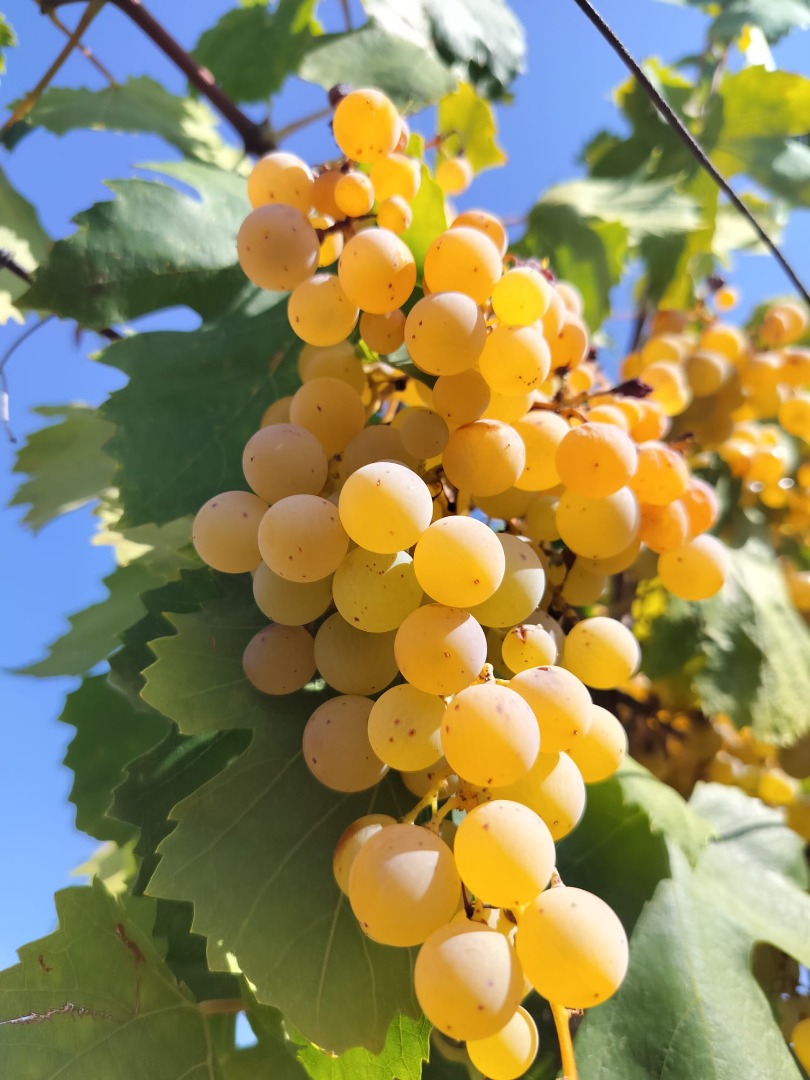 Las uvas blancas Malvasía ecológicas se venden a 50 euros el quintal
