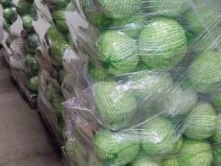 Vendo repollo blanco, de Saboya y morado en grandes