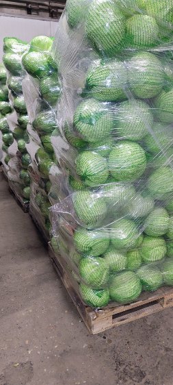 Vendo repollo blanco, de Saboya y morado en grandes cantidades