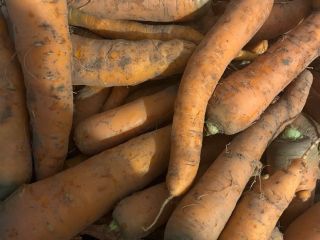 Venderé zanahorias de varios tamaños, sin lavar, limpias de