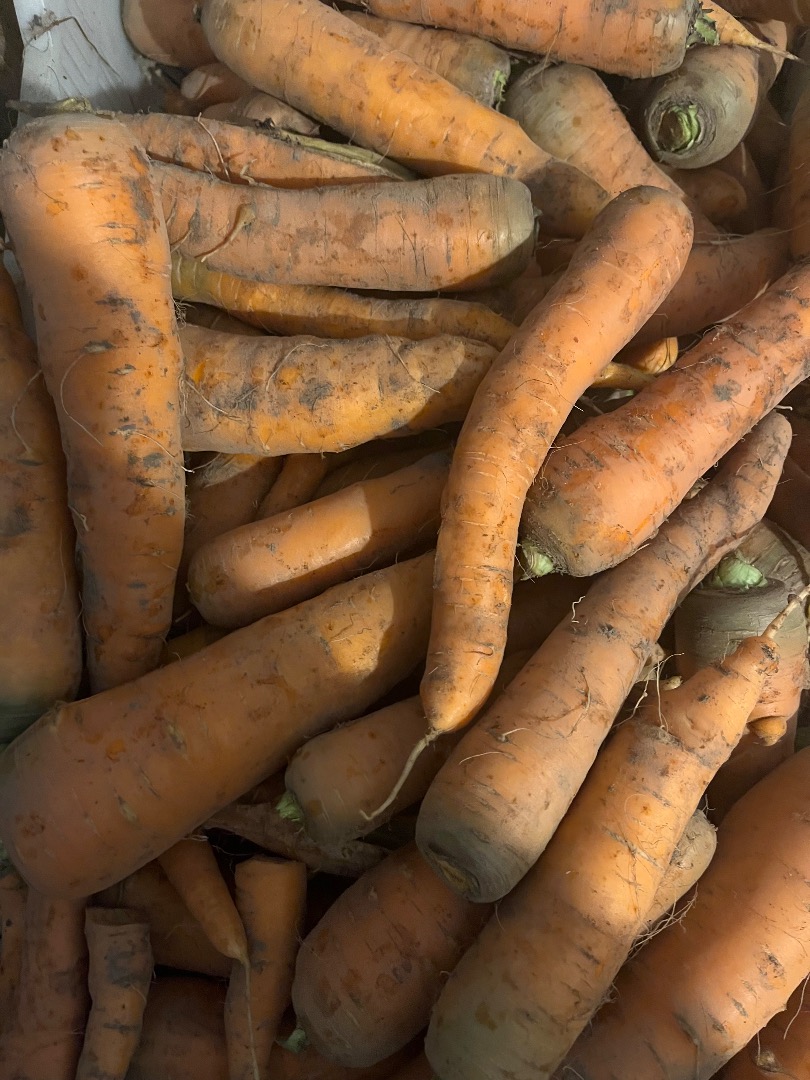 Venderé zanahorias de varios tamaños, sin lavar, limpias de tierra y cosechadas por encargo