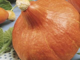 Calabaza de Hokkaido de una pequeña granja. Súper calidad