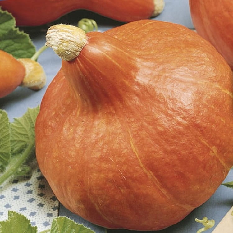 Calabaza de Hokkaido de una pequeña granja