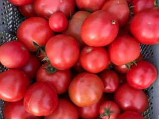 Venderé tomates nacionales en grandes cantidades, productor - [teléfono]