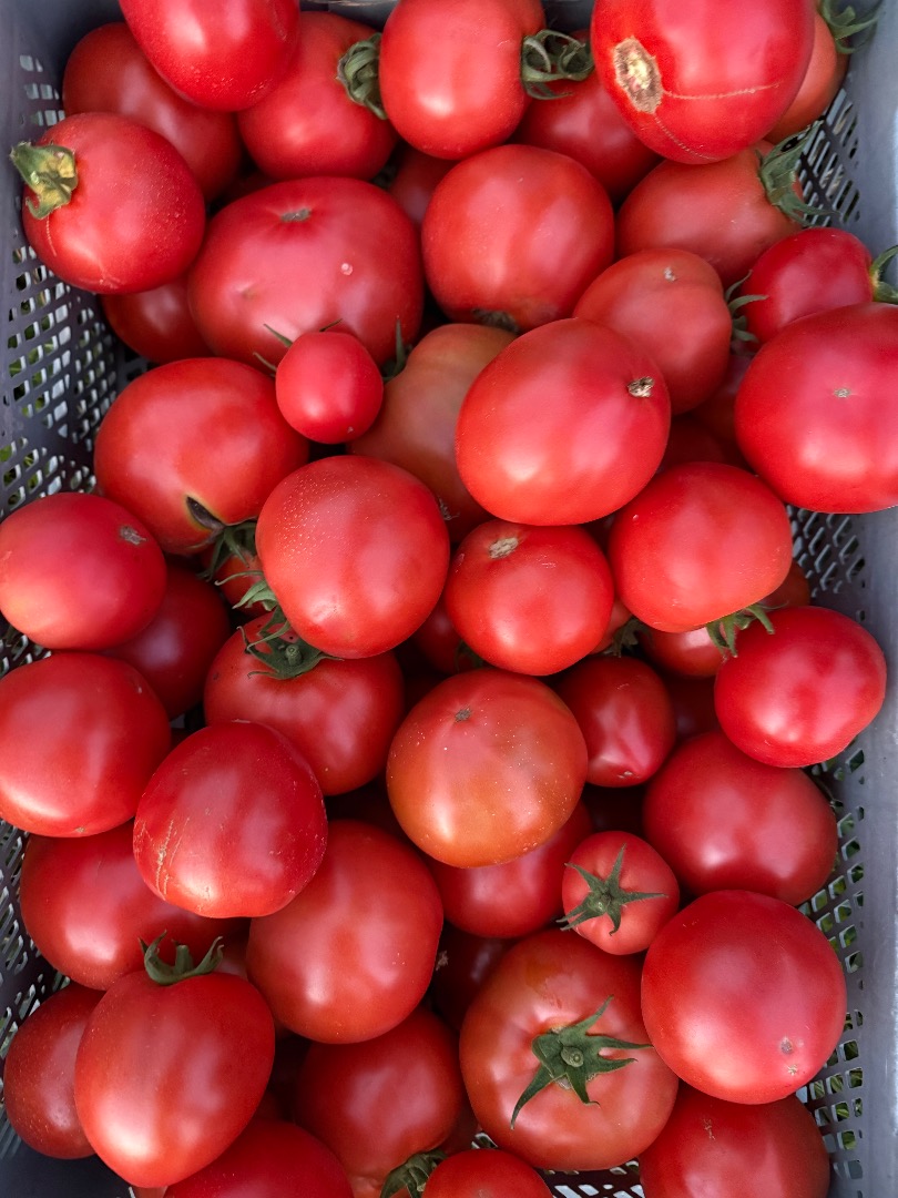 Venderé tomates nacionales en grandes cantidades, productor - [teléfono]