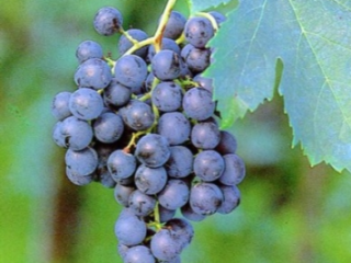 Uvas Merlo en venta. Disponibilidad de hasta 10 toneladas.