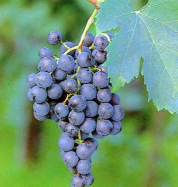 Uvas Merlo en venta