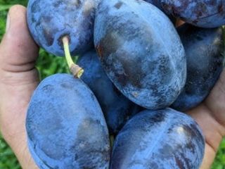 Vendo ciruelas pasas dulces de la variedad Stanley, cultivadas
