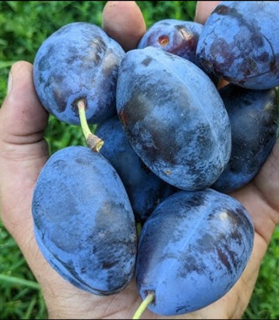 Vendo ciruelas pasas dulces de la variedad Stanley, cultivadas en un huerto ecológico
