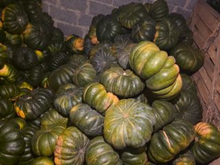 Calabazas moscatel en venta - cantidades al por mayor