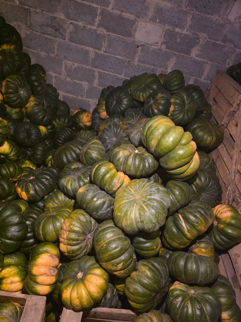 Calabazas moscatel en venta - cantidades al por mayor - precio a convenir - entrega o recogida personal - a convenir