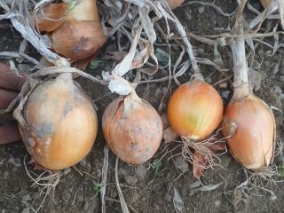 Hola, vendo cebollas Majka, bonitas y sanas, calibre 40-90,