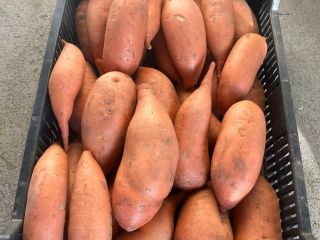 Batatas recolectadas a mano a la venta: amarillas, blancas