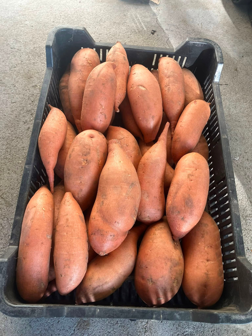 Batatas recolectadas a mano a la venta: amarillas, blancas y moradas