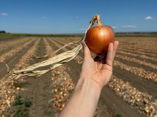 Ofrecemos cebollas frescas de alta calidad, cultivadas y envasadas