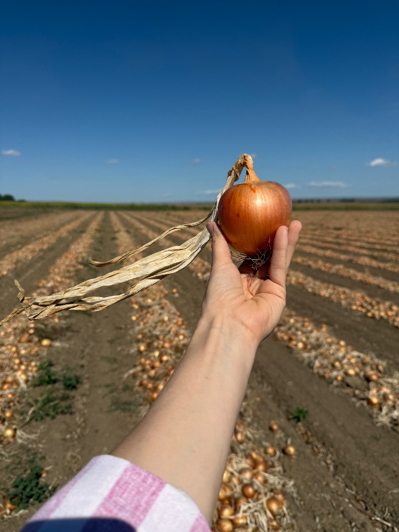 Ofrecemos cebollas frescas de alta calidad, cultivadas y envasadas en Rumania, disponibles para pedidos al por mayor