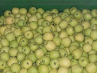 Venderé una manzana de papel verde-amarilla