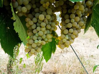UVAS PARA VINO EN VENTA EN LA ZONA DE