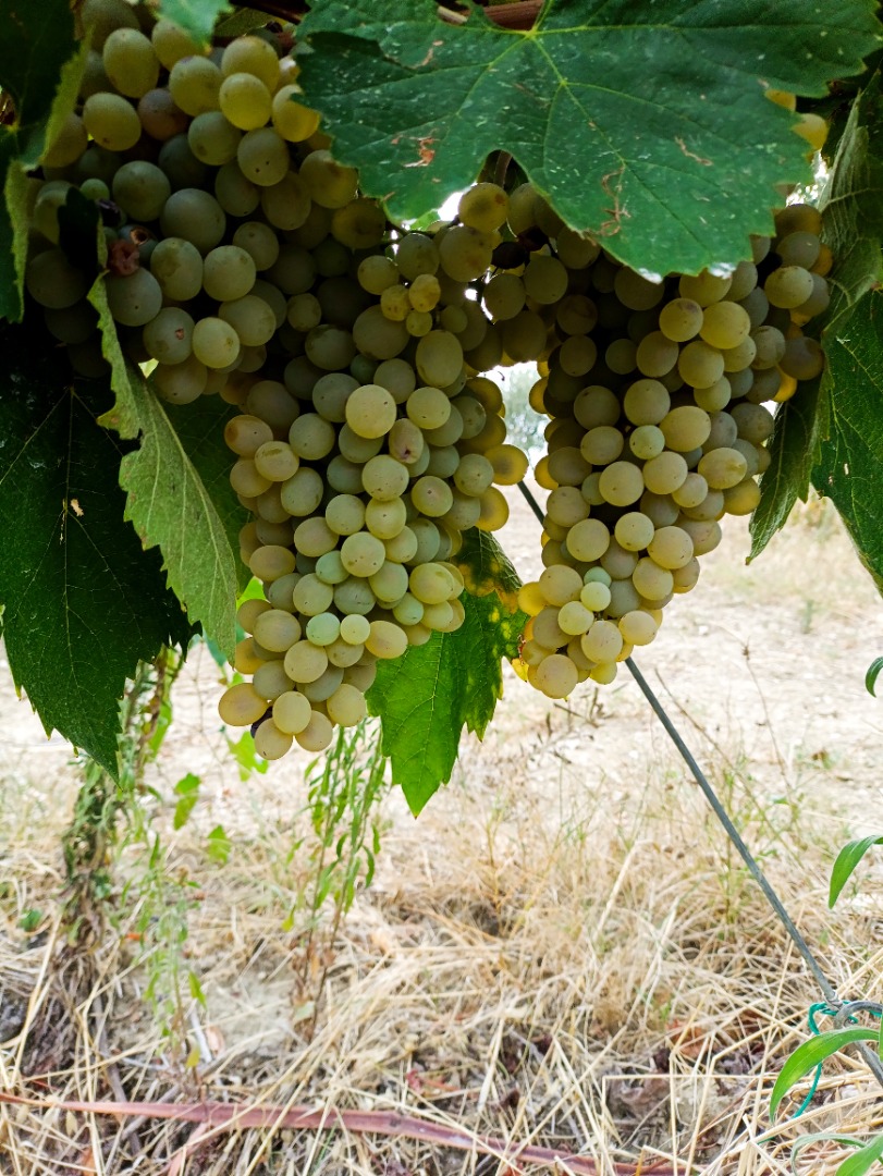 UVAS PARA VINO EN VENTA EN LA ZONA DE BENEVENTO, VARIEDADES DISPONIBLES: - AGLIANICO DEL SANNIO - AGLIANICO DEL TABURNO - MONTEPULCIANO - BARBERA DEL SANNIO