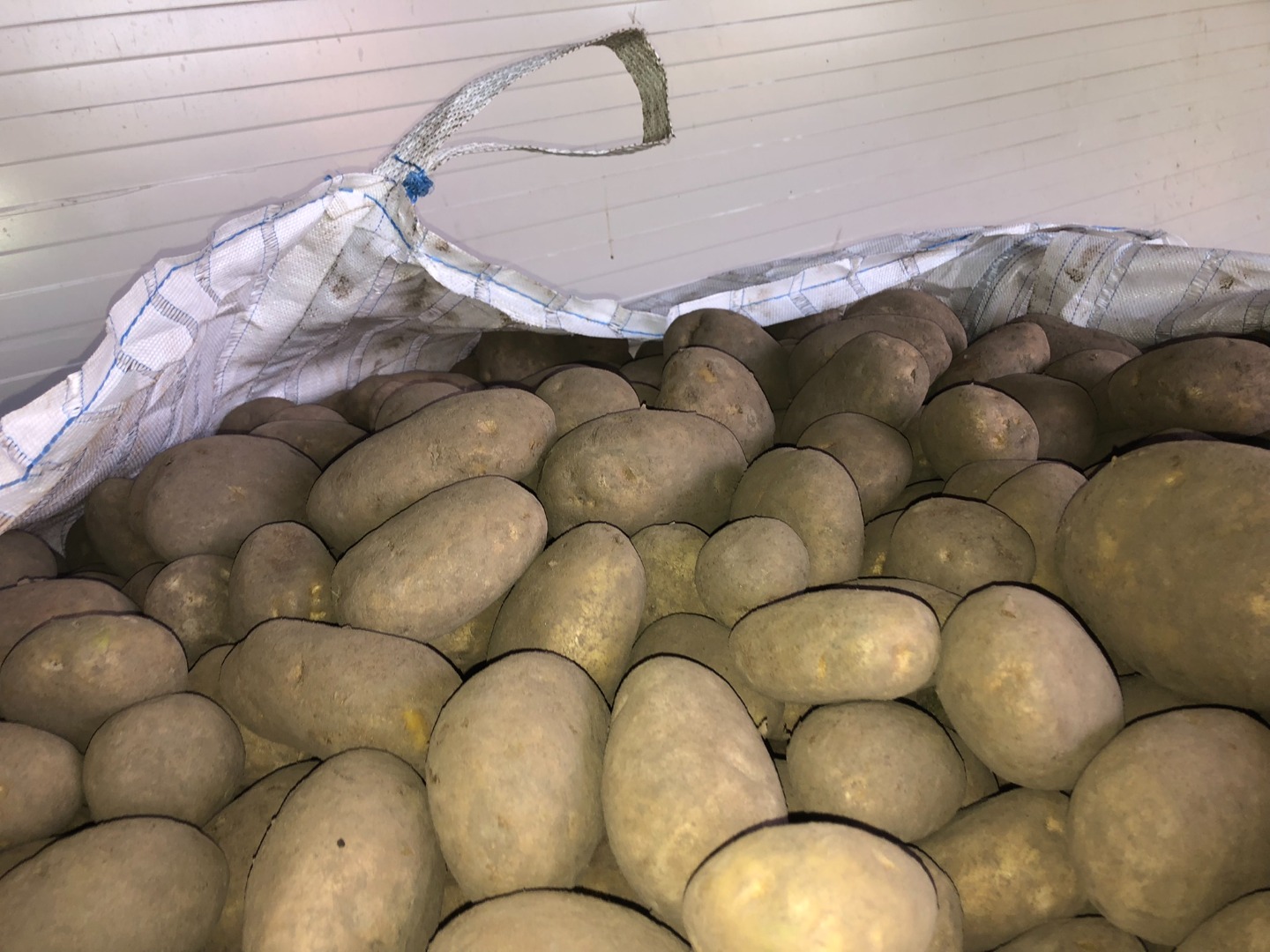 Ofrecemos patatas amarillas de calibre 45+, aptas para lavar