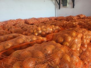 Ofrecemos cebolla amarilla en sacos de 10/15 kg. Realizamos