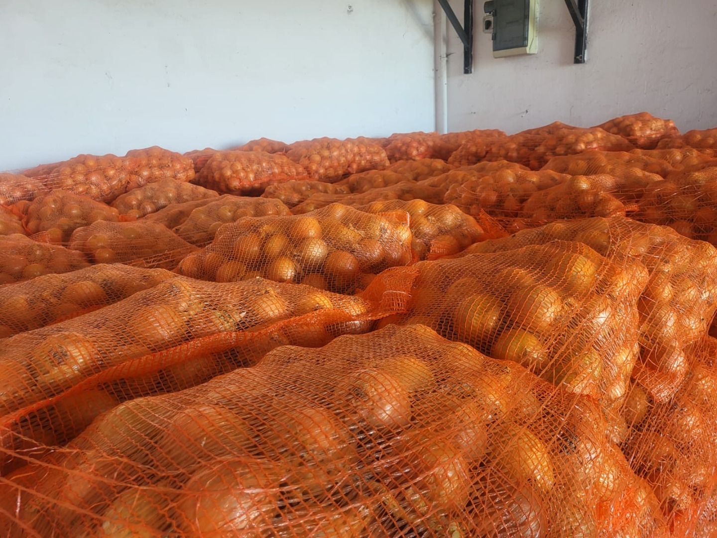Ofrecemos cebolla amarilla en sacos de 10/15 kg