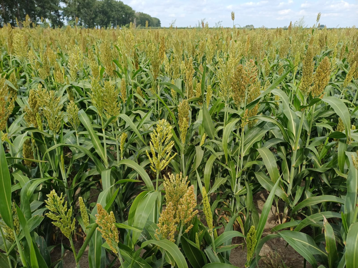Buenos días, vendo 17 hectáreas de sorgo, para forraje verde o grano (cuando esté maduro)