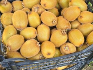 Kiwi Hayward fresco – Venta al por mayor. Kiwi