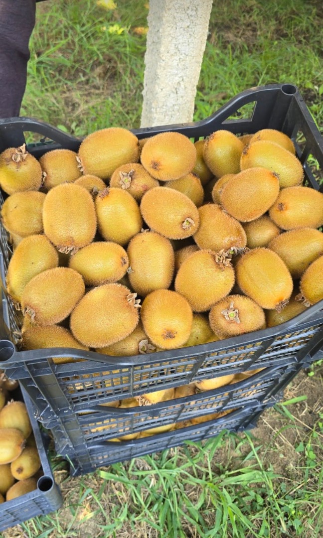 Kiwi Hayward fresco – Venta al por mayor